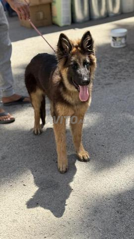 Femelle berger allemand - 2