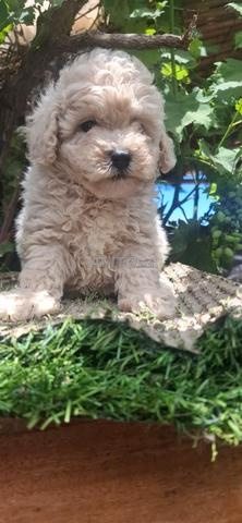 2 femelle poodle nain - 2