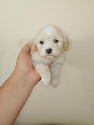 Bichon Maltais Bichon Havanais - 2