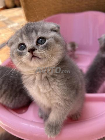 Femelle Scottish Fold - 2
