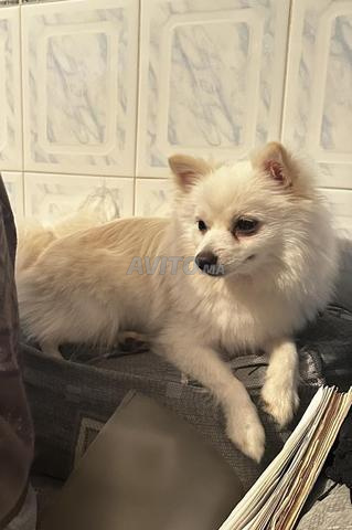 Femelle Spitz Pomeranian - 2