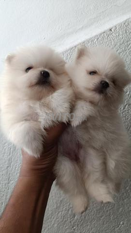 Chiot Pomeranian Spitz - 2