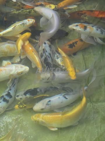 Aquarium de poissons Koi