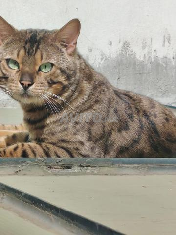 Chat Bengal - 2