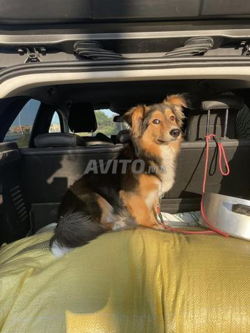 Chien mâle - 2