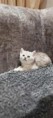 Chats British Shorthair pure race - 2
