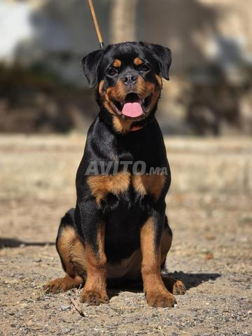Femelle Rottweiler chiot - 2
