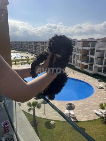 Chien caniche vacciné avec carnet (2 mois) - 2