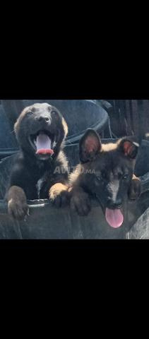 Super chiots malinois charboni - 2