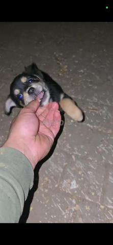 Chiot Yorkshire à vendre - 2