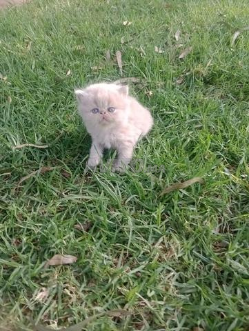 Magnifique chaton persan - 2