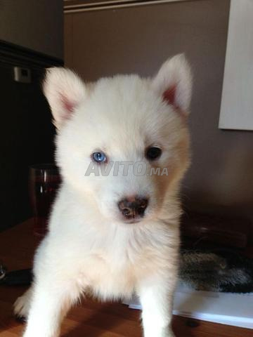 Husky malamute - 2