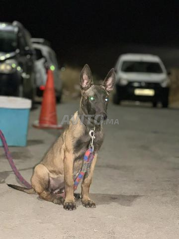 Chien Malinois - 2