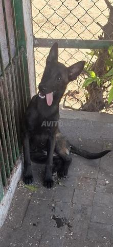 Malinois pedigree - 2