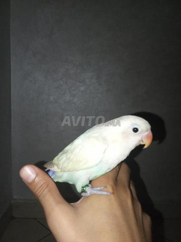 الدار البيضاء، حي مولاي رشيد، كازا بلانكا