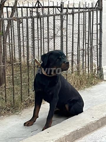 Rottweiler mâle à vendre - 2