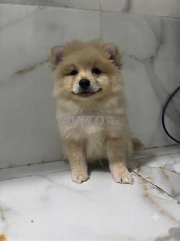Chiot Spitz - 2