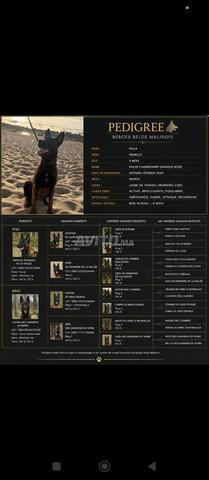 pedegeri dressage complet  - 2