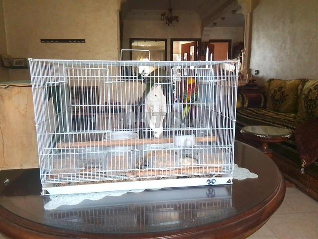 Couple croupion et 2 cages - 2