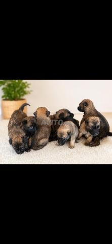 Chiot berger malinois âge 25 jour - 2