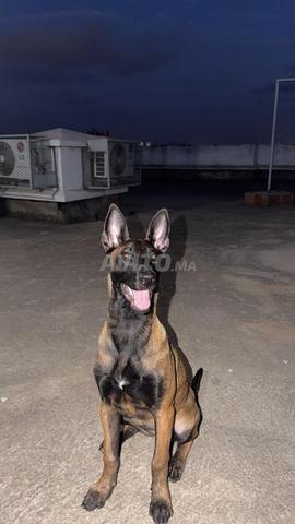 مالينوا فحمية تبني - 2
