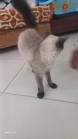 Petit chat femelle siamois pure race - 2