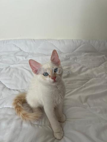 Chat à adopter - 2