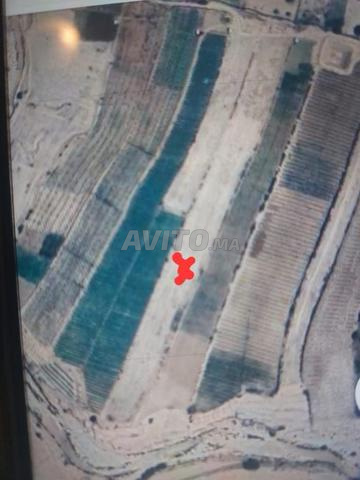 TERRAIN AGRICOLE A VENDRE - IDAOUGARD ESSAOUIRA - 2