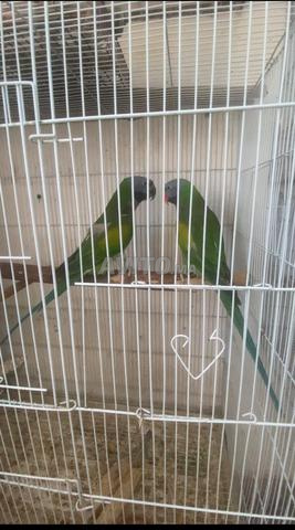 COUPLE DERBYAN ADULTE - 2