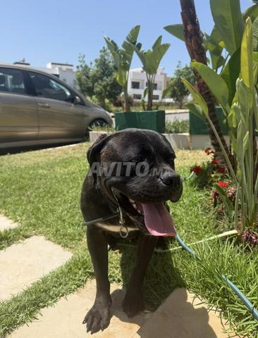 Cane Corso - 2