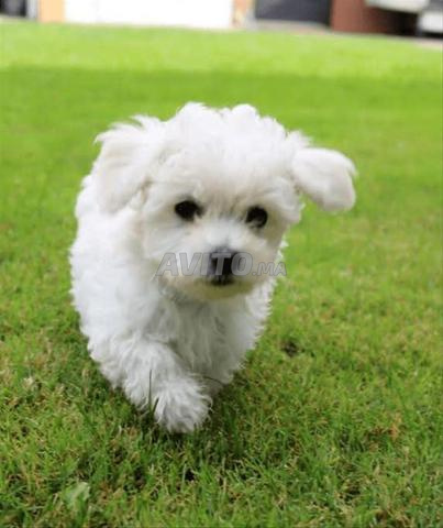 Bichon Maltais - 2