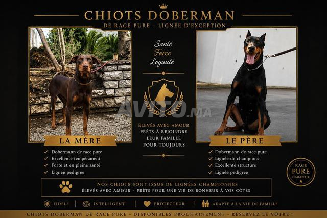 Dobermann de Race Pure avec Pedigree Disponibles - 2