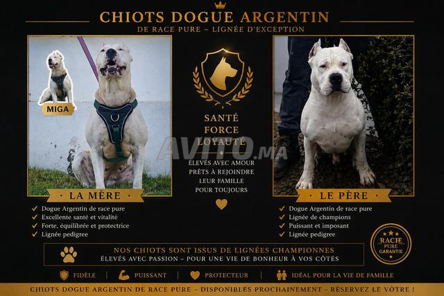 Dogo Argentino de Pure Race à Réserver - 2