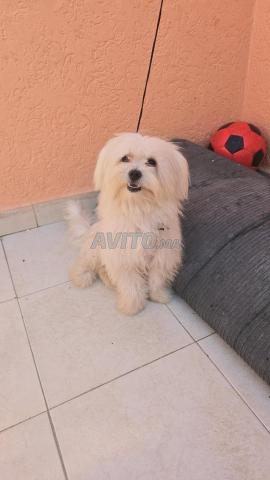 Chien maltais. Bichon - 2