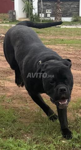 Cane Corso