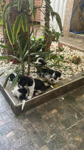 Adorables chiots disponibles