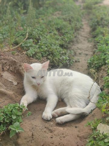 Chat Turc Angora - 2