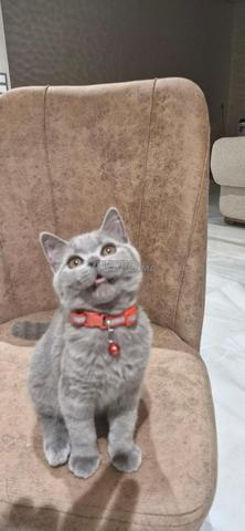 Chat British Shorthair - 2