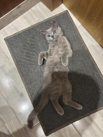 Chat British Shorthair