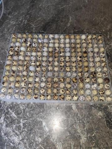 Oeufs de caille fécondés à couver