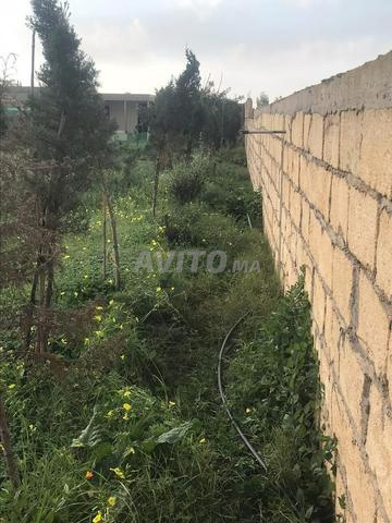 أرض فلاحية للبيع - 2