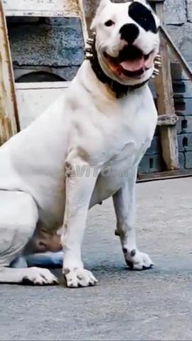 Dogo argentino - 2