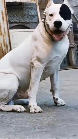 Dogo argentino