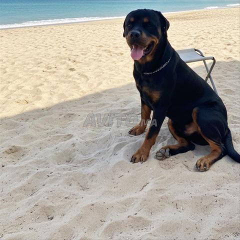 Chien Rottweiler - 2