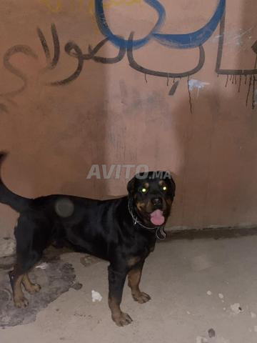 Chien Rottweiler