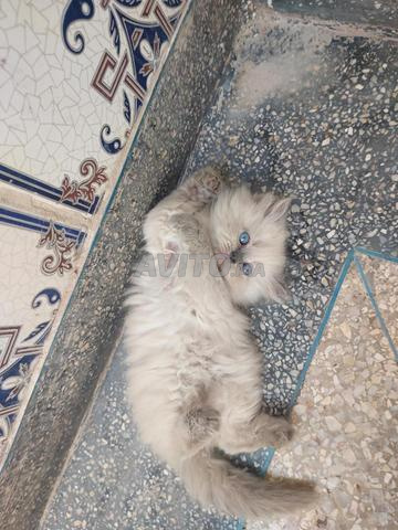 Chatons Himalayen blue point - 2