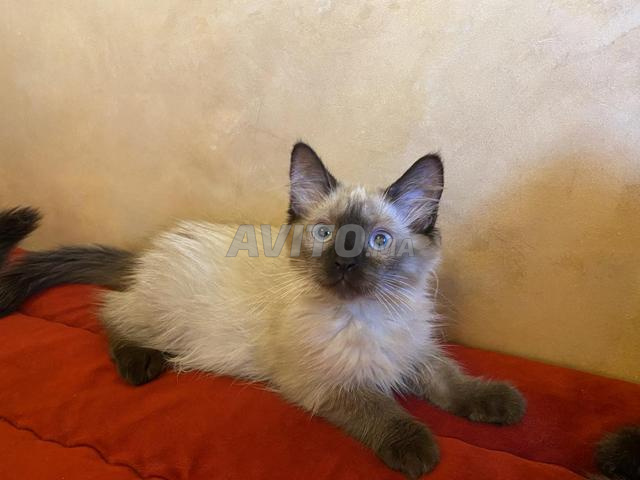 Chatons balinais femelles - 2