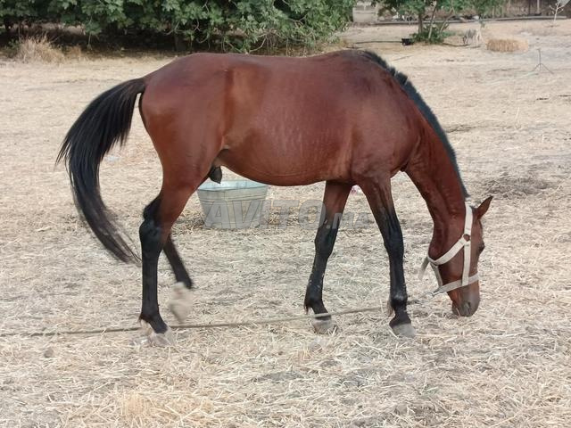 Double poney 5 ans 1m35 - 2