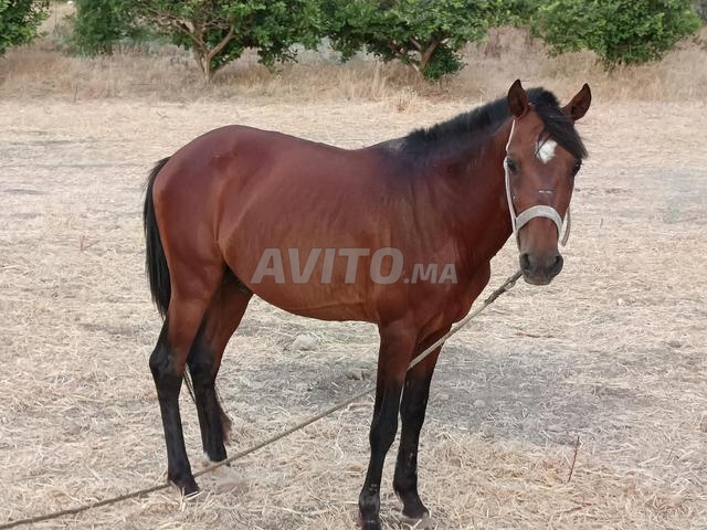Double poney 5 ans 1m35