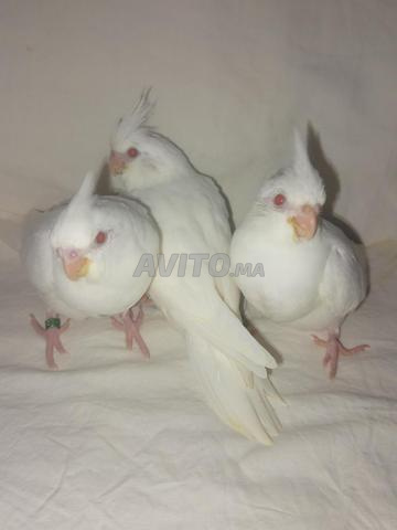 Perruches Calopsittes Albino - 2
